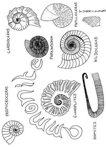 [Ammonite colouring sheet]